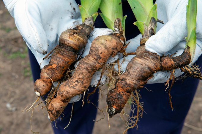 Iris,rhizomes,for,plant,transplantation,,gardening,and,landscaping