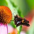 Silver-Spotted Skipper Butterfly: 5 Things to Know