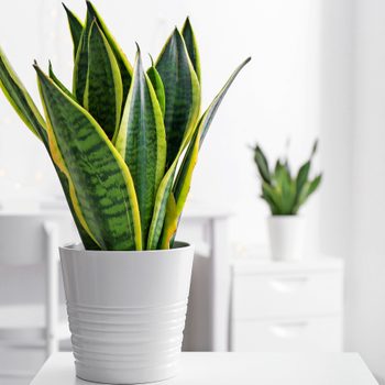 A snake plant sitting on a white table.