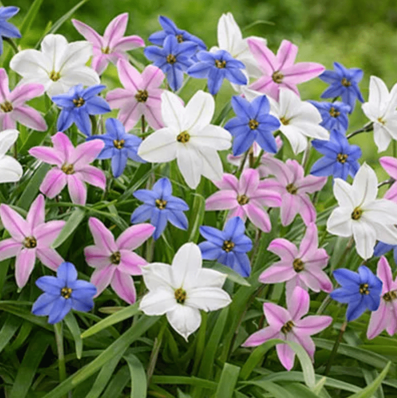 spring starflower deer resistant bulbs