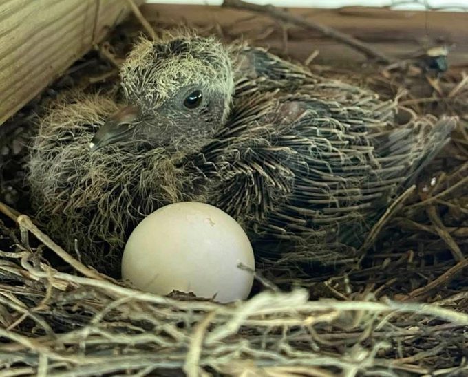 Mourning dove egg