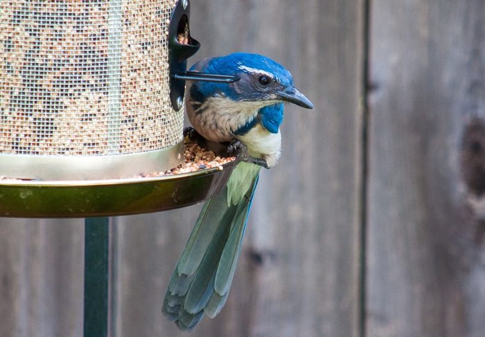 scrub jay