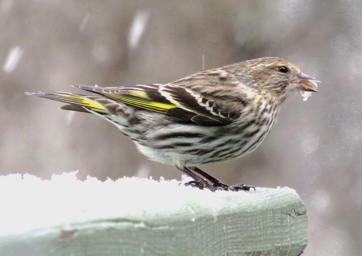 pine siskin in snow