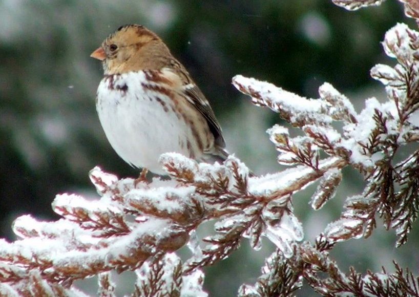 harris sparrow