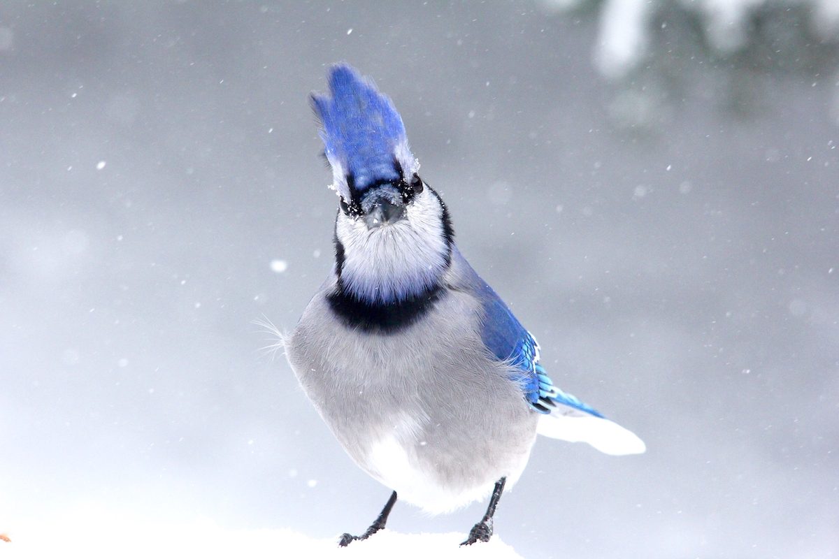 snowy blue jay