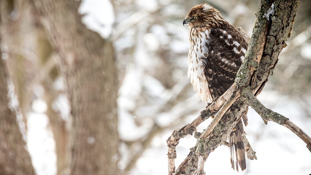 cooper's hawk in winter