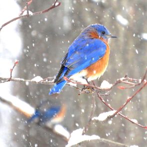 bluebird in snow