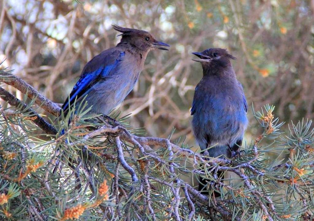 steller's jays