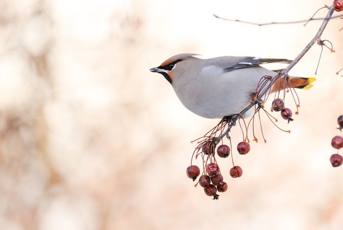 bohemian waxwing