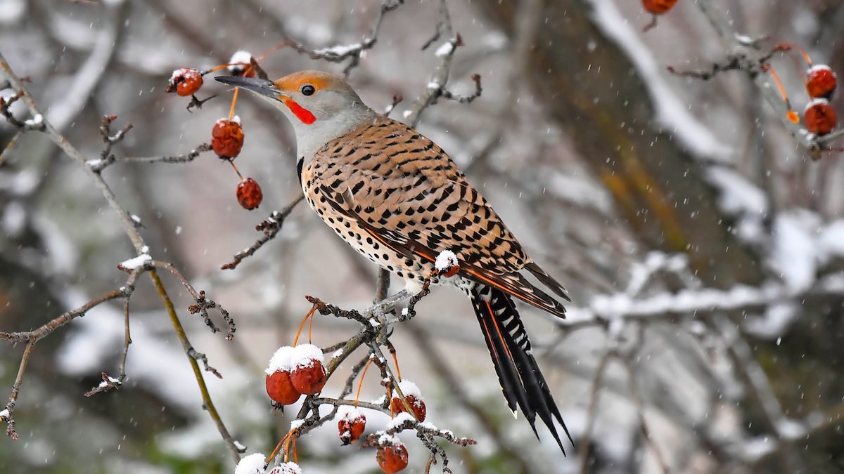 northern flicker in snow