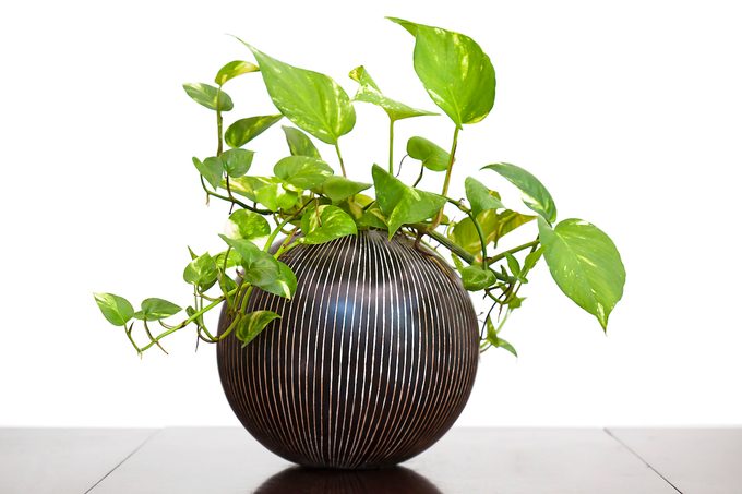 golden pothos indoor plant