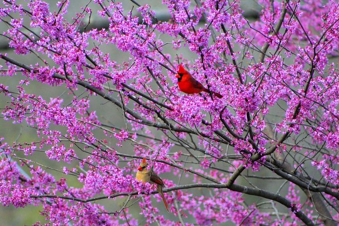 eastern redbud tree