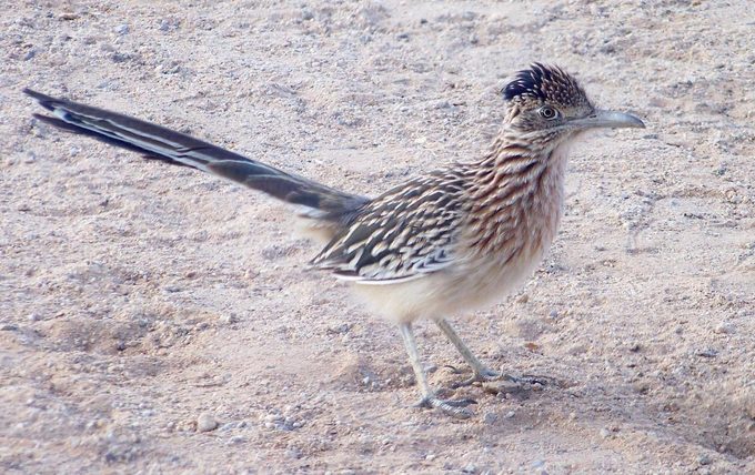 roadrunner birding by car