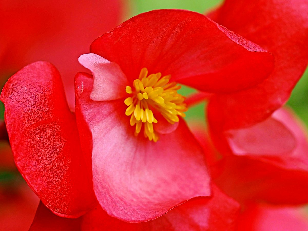 Begonia plant gifts