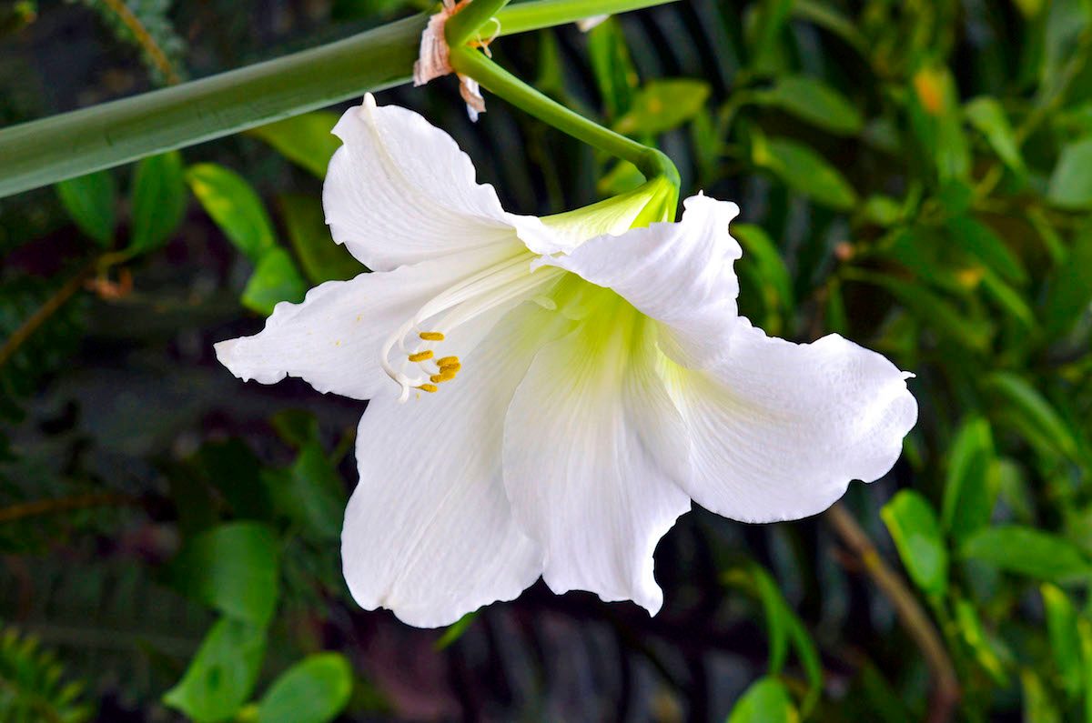 Amaryllis