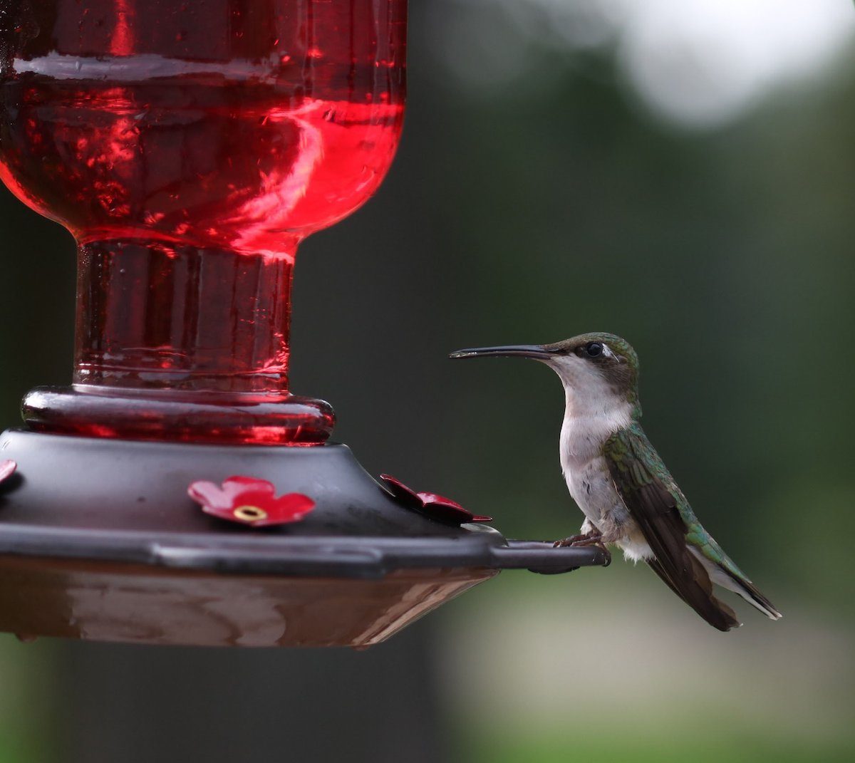 hummingbird nectar