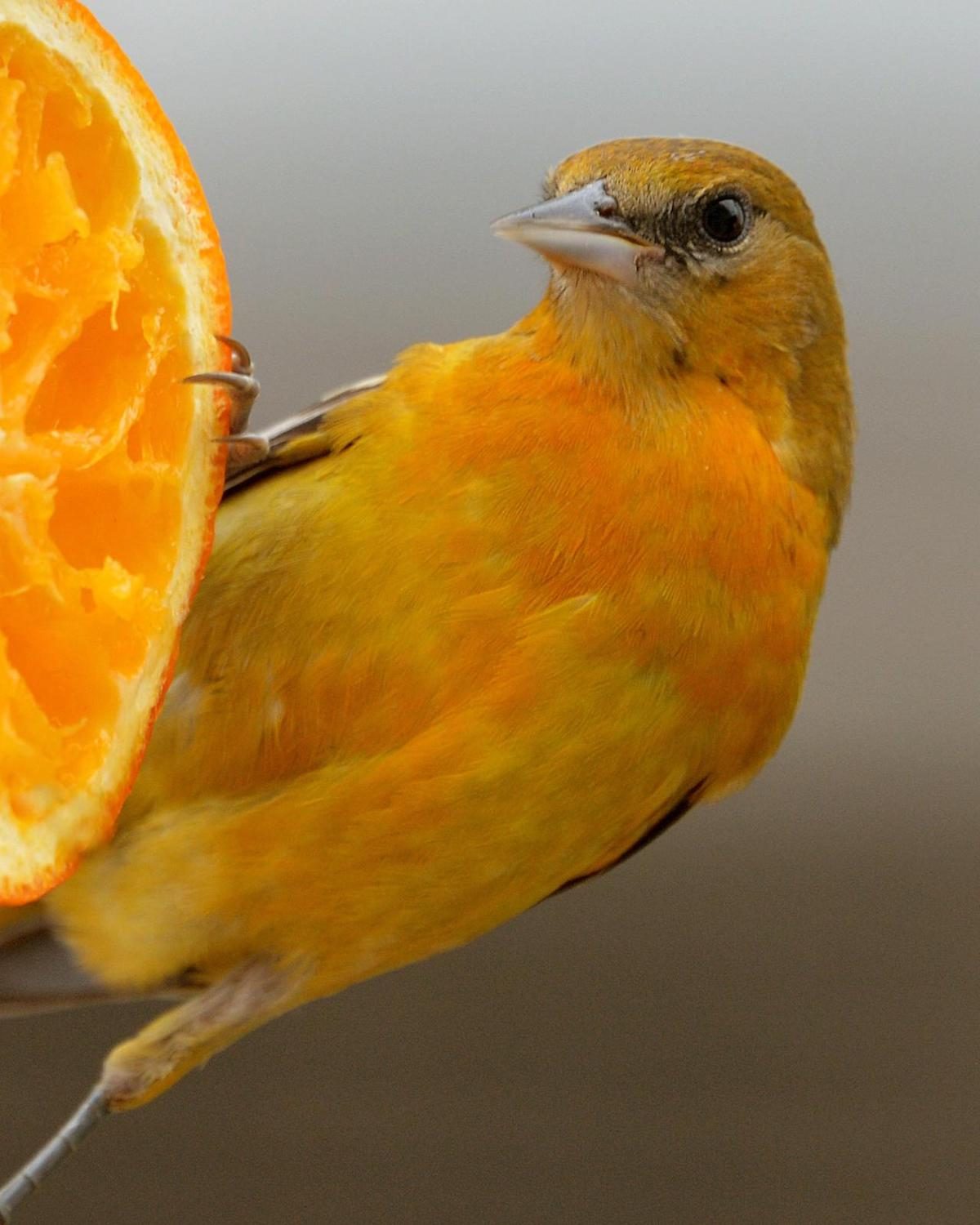 baltimore oriole in winter