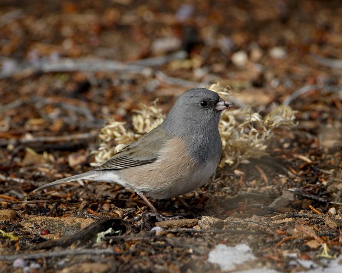 Pink-sided junco (Junco hyemalis mearnsi), Abiquiu Lake, New Mexico, United States of America, North America