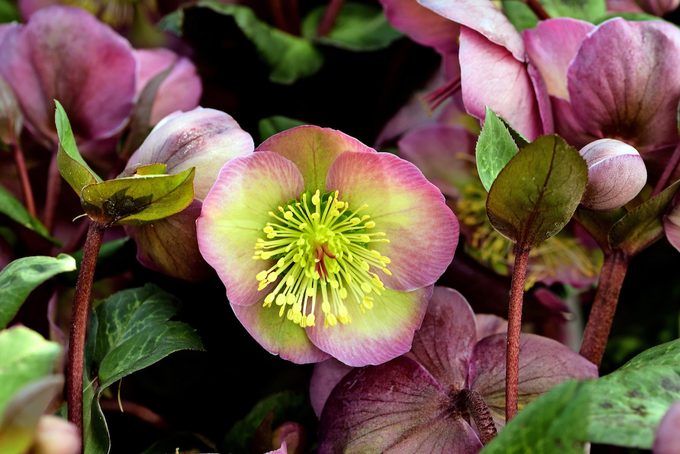 Hellebore early blooming spring flowers