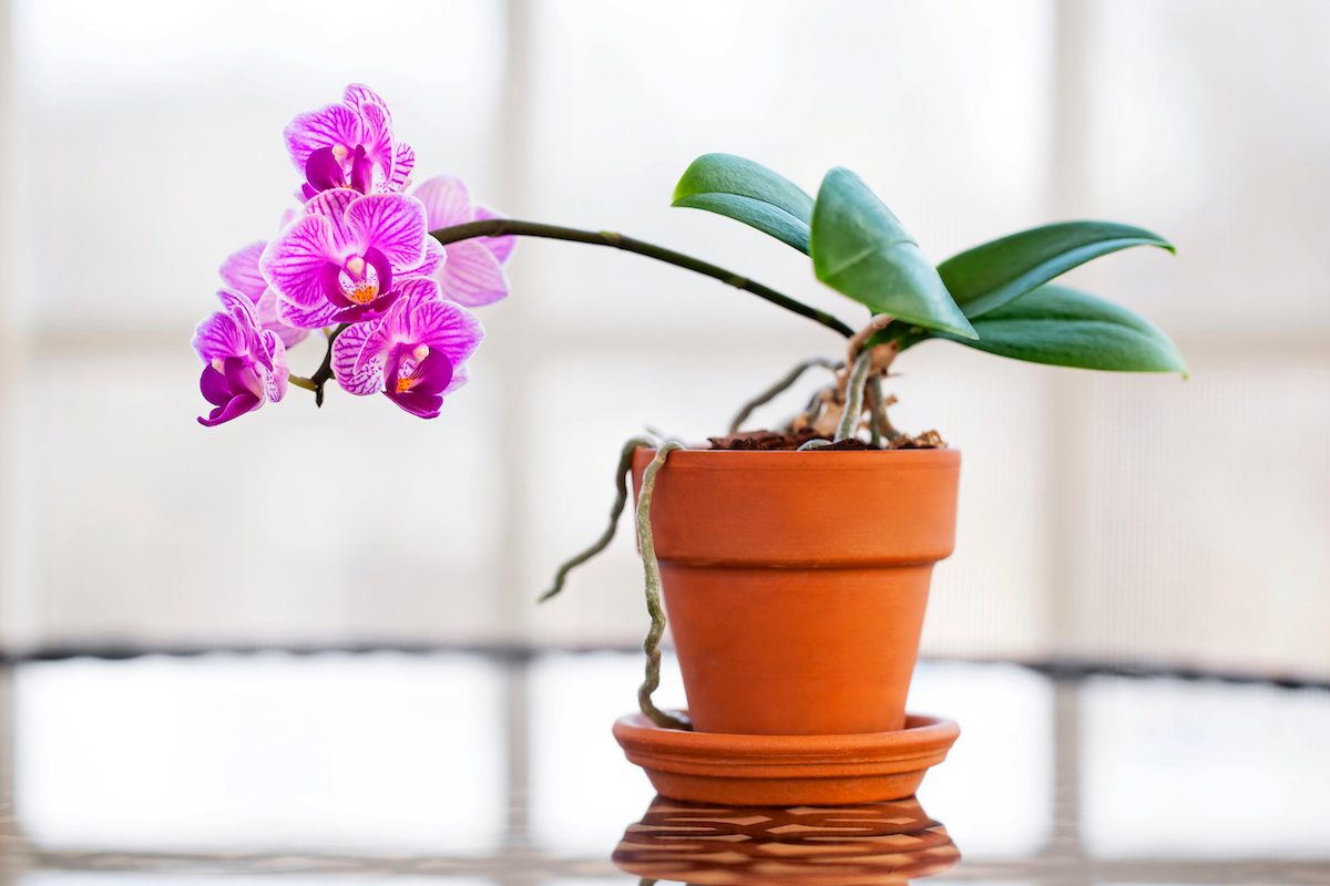 Orchid in pot