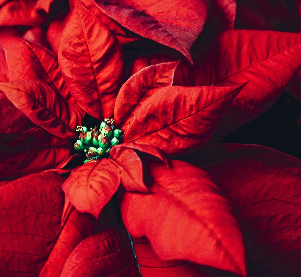 Red poinsettia
