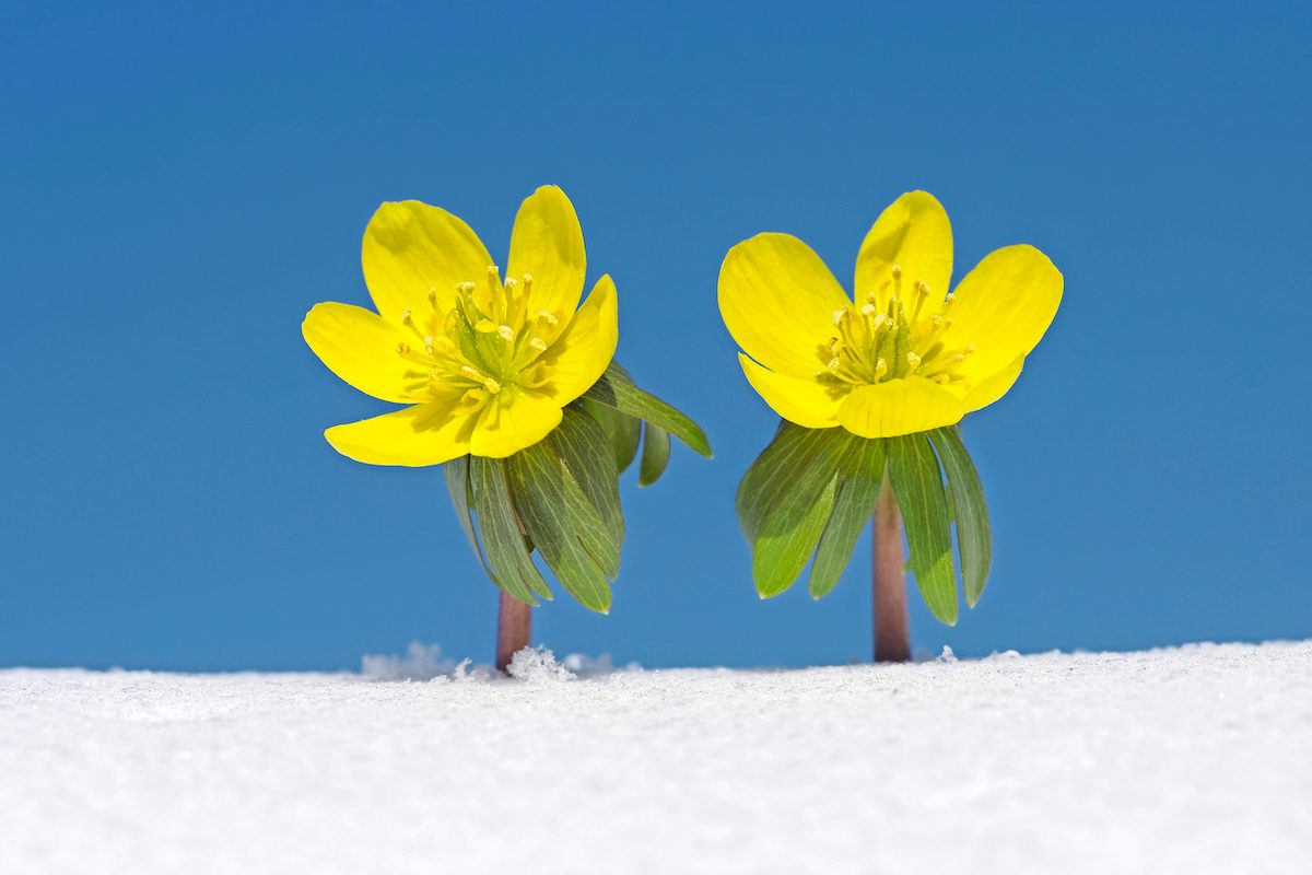 winter aconite