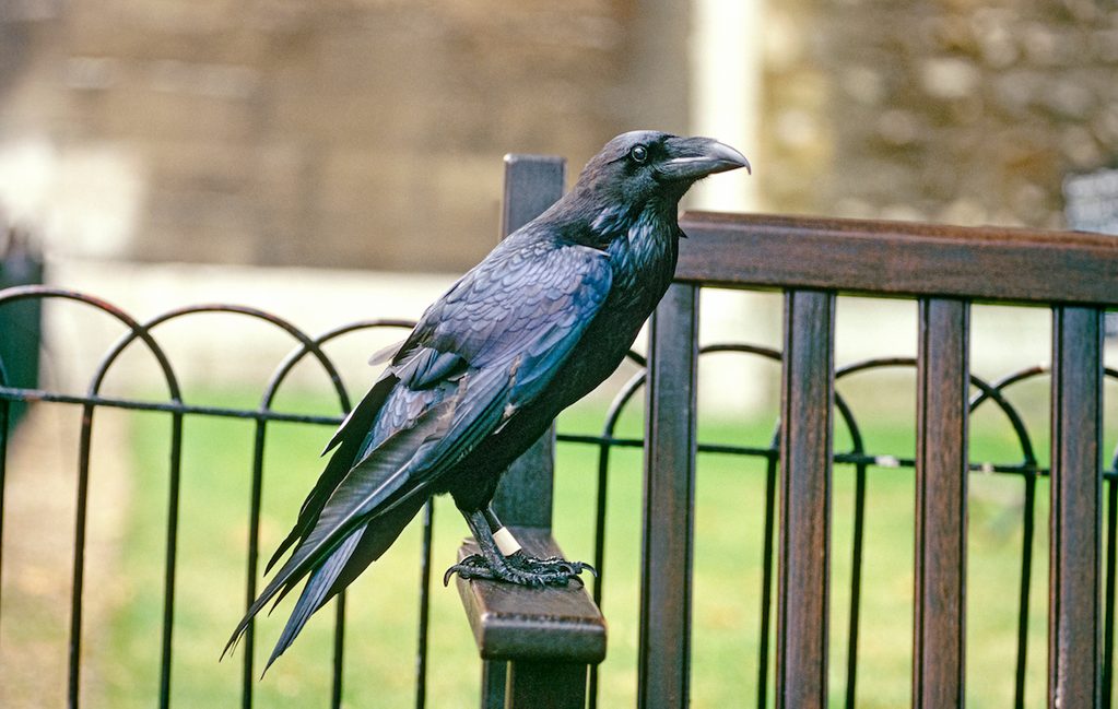 A raven at the Tower of London.