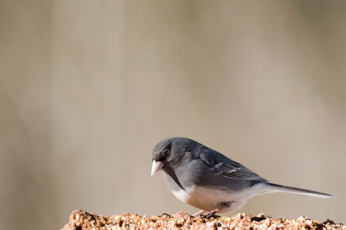 White-winged Junco