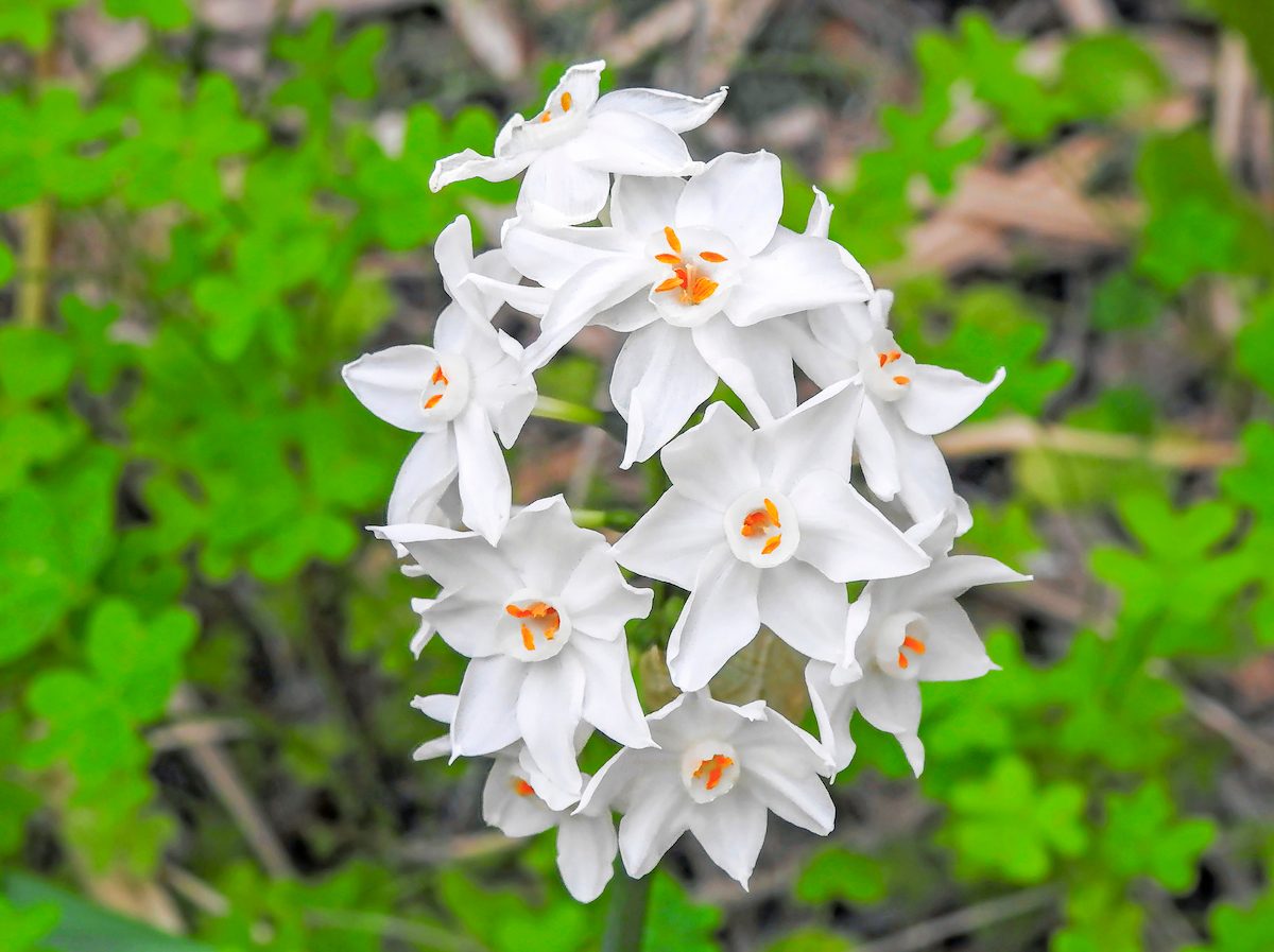 Paperwhites
