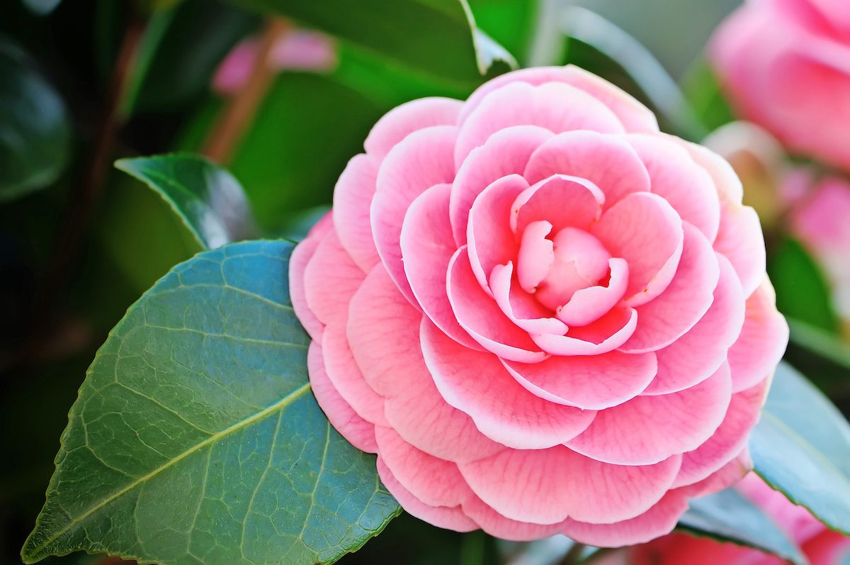 camellia flower