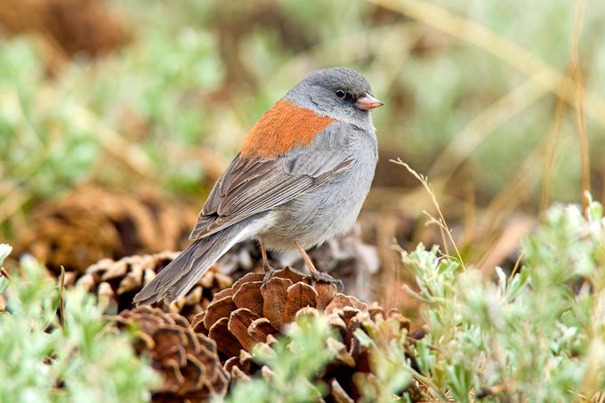 Gray-headed junco