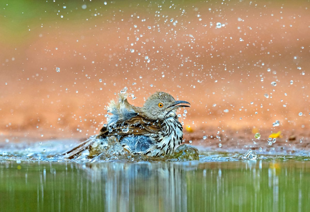 Long-billed thrasher bathing