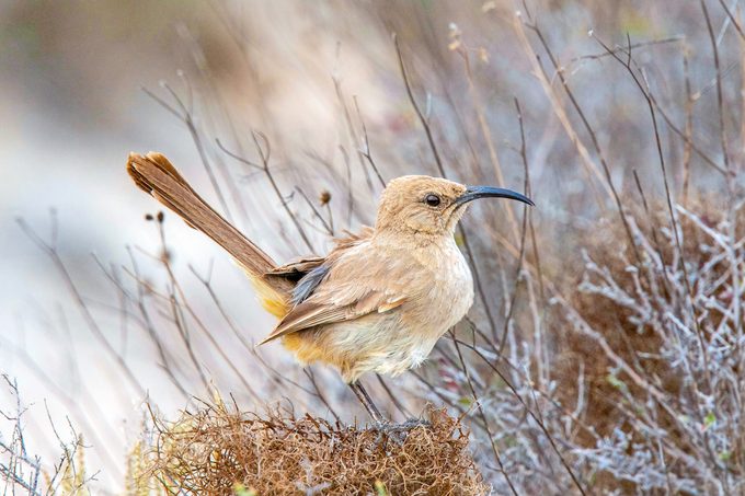 LeConte's thrasher