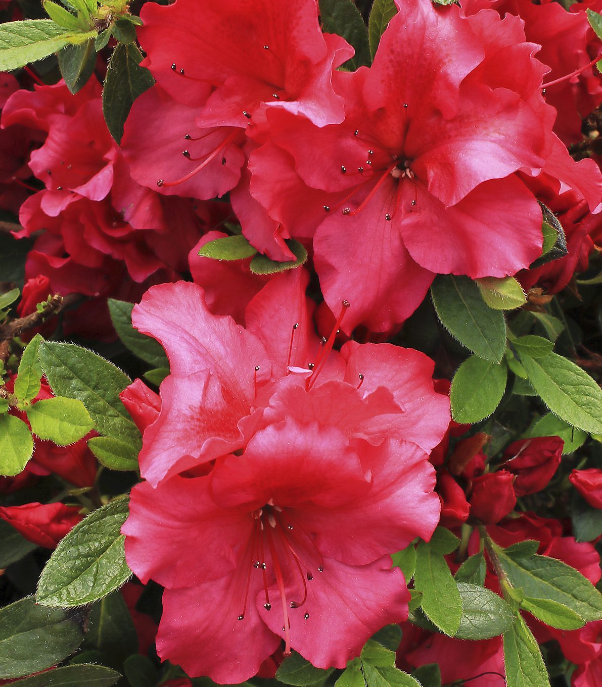 spring flowering bushes, Proven Winners evergreen azalea indoors