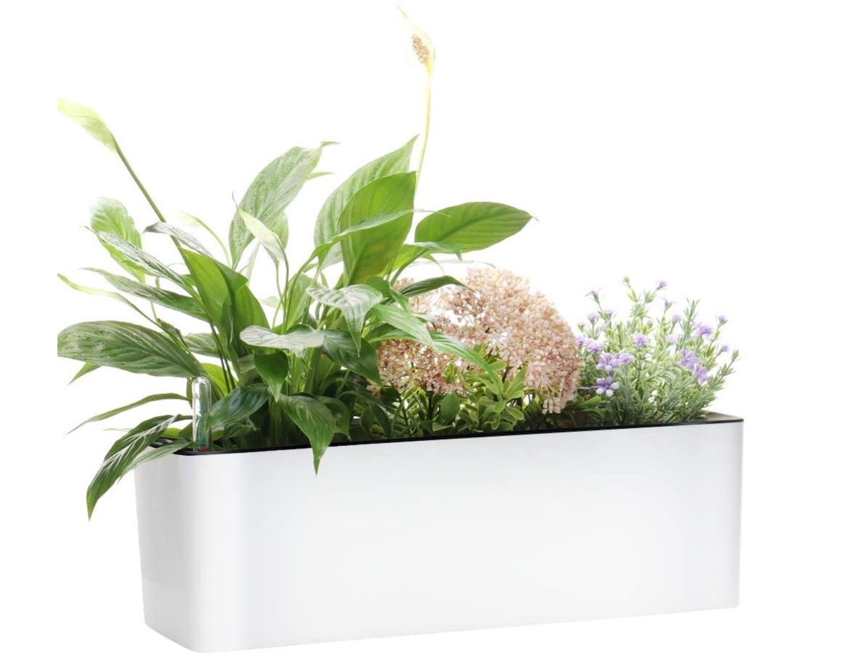 Self watering pot