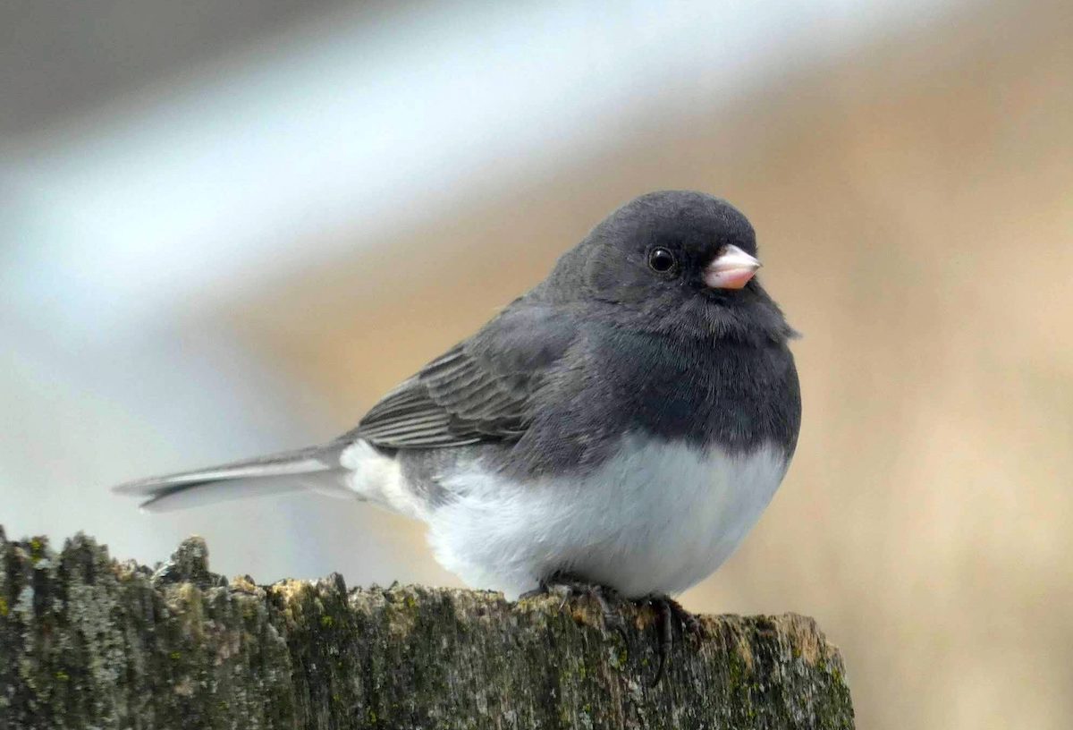 Slate-colored junco
