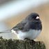 Junco vs Chickadee: Here's How to Tell the Difference