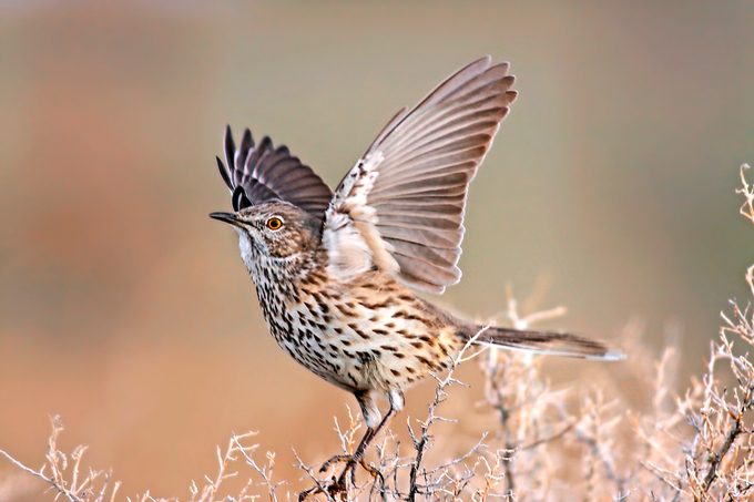 Sage thrasher