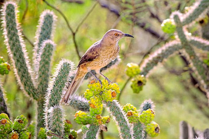 Curve-billed thrasher on cactus