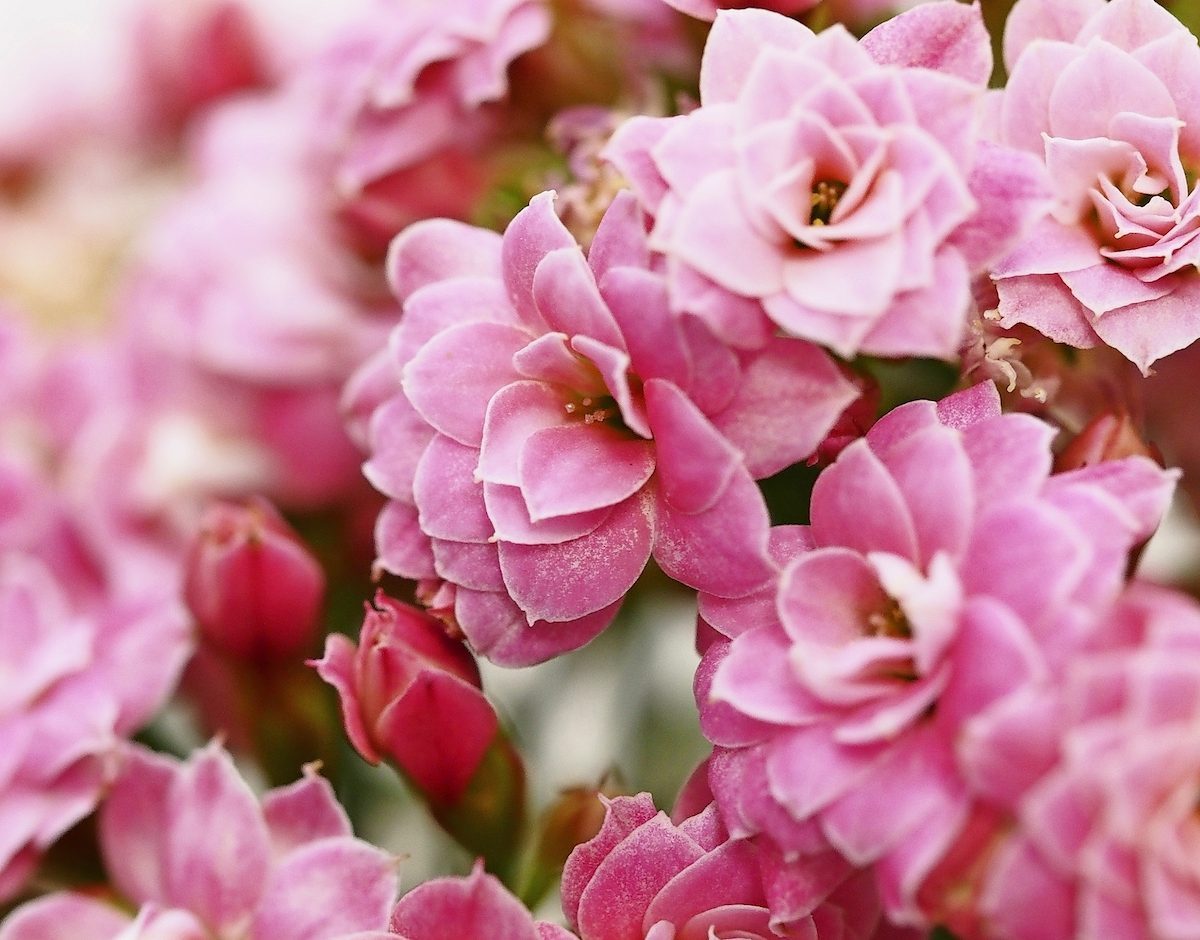 Kalanchoe