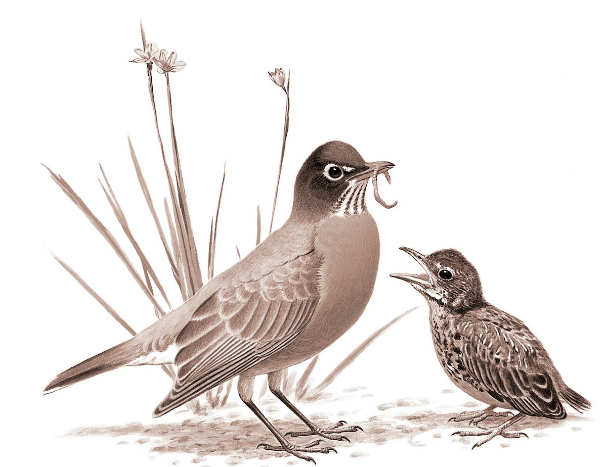 American robin