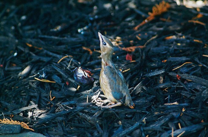 cedar waxwing baby