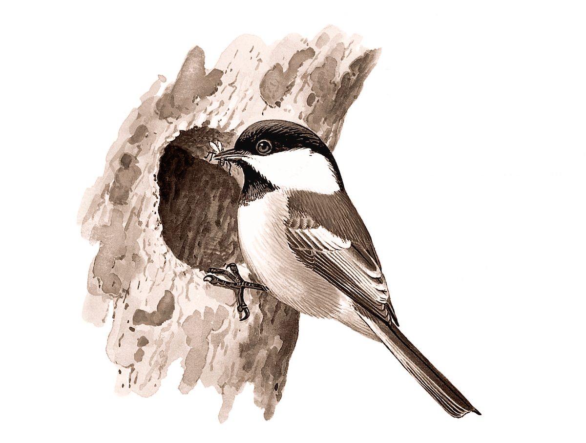 black capped chickadee