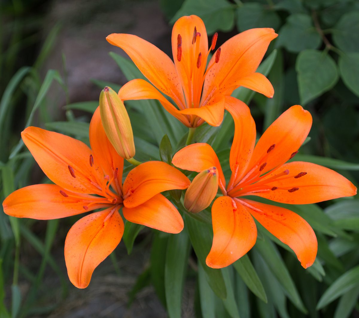 Asiatic Lily