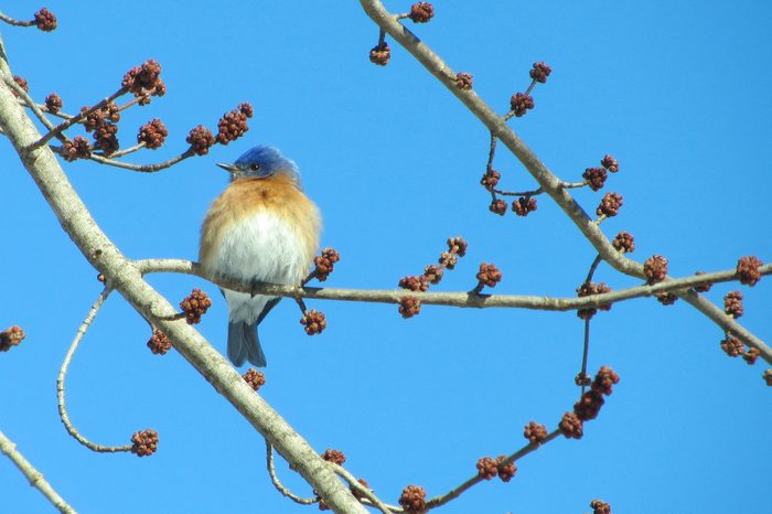 Eastern bluebird photo