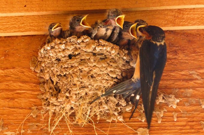 barn swallow nest