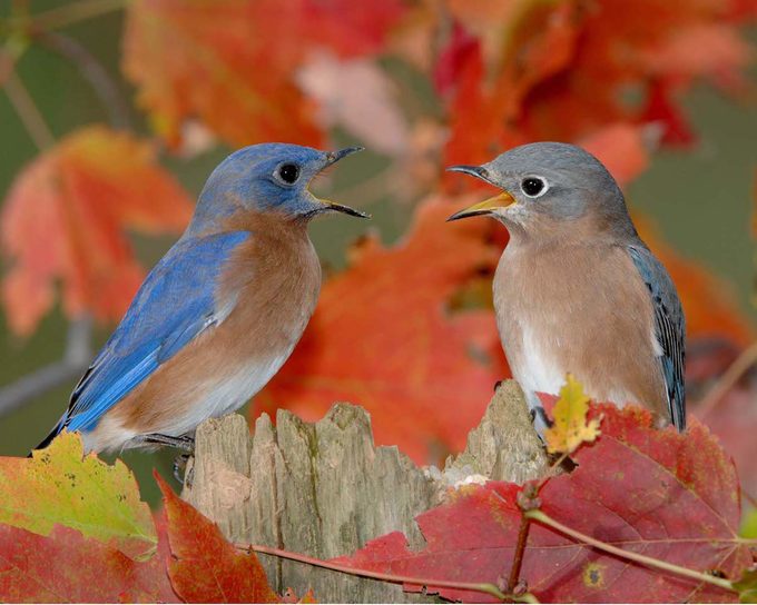 Eastern Bluebird (sialia Sialis) Male And Female