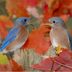 10 Secrets to Fantastic Fall Leaf Colors in Your Yard