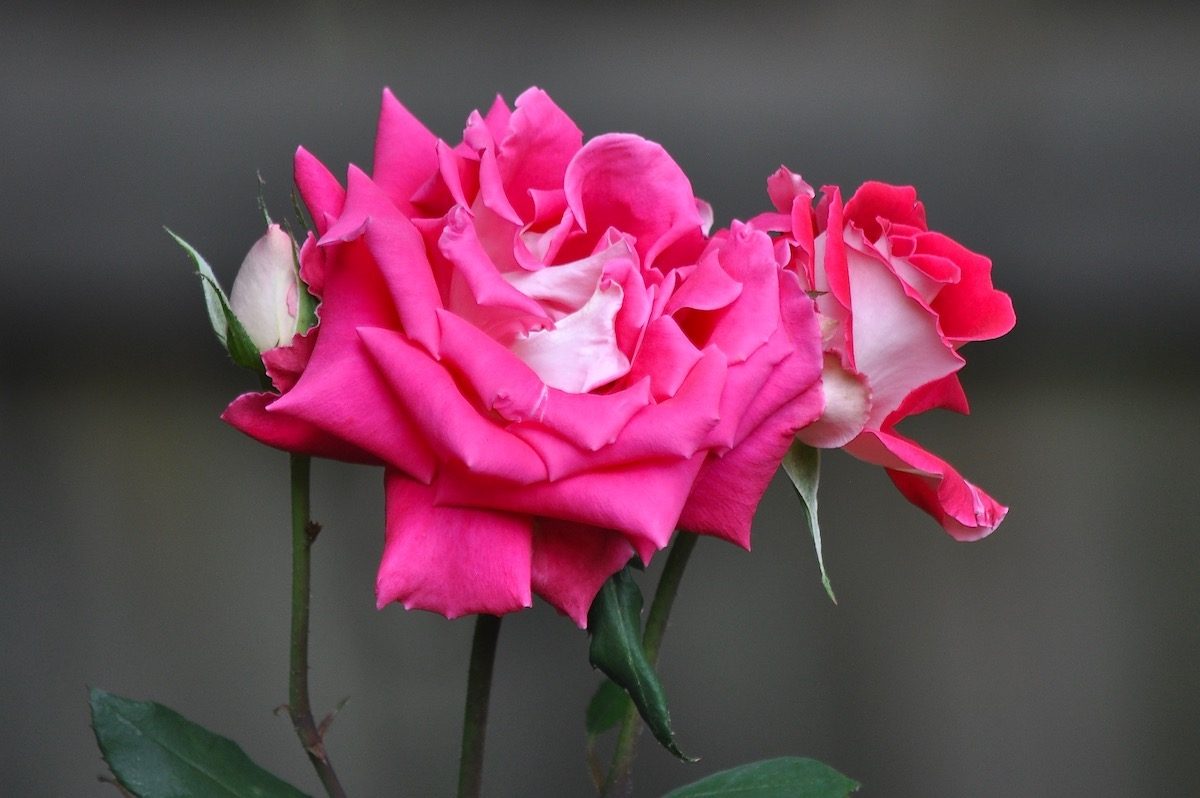 roses send flowers