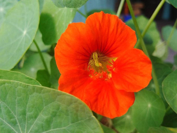 nasturtium easy flowers to grow